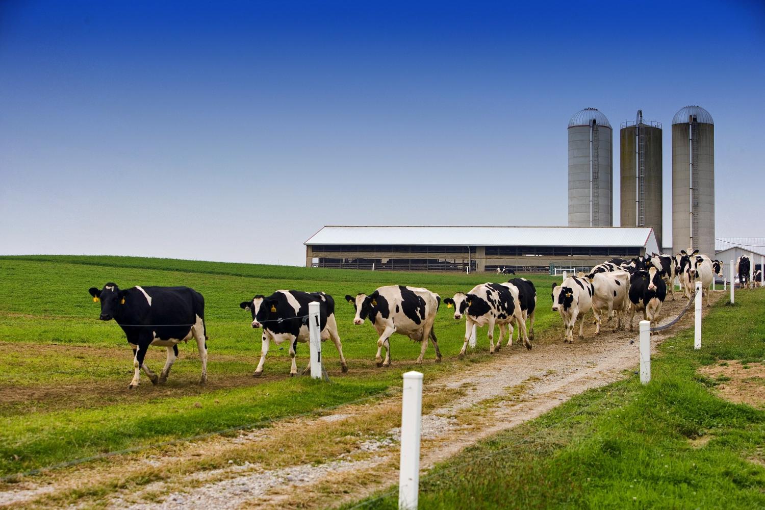Dairy